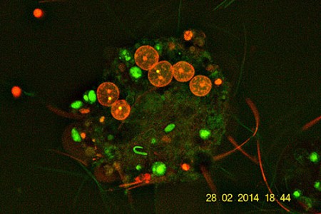 Spermatogenesi in lombricus - si noti l'elevata chiarezza dei nuclei - DiBr FTIC